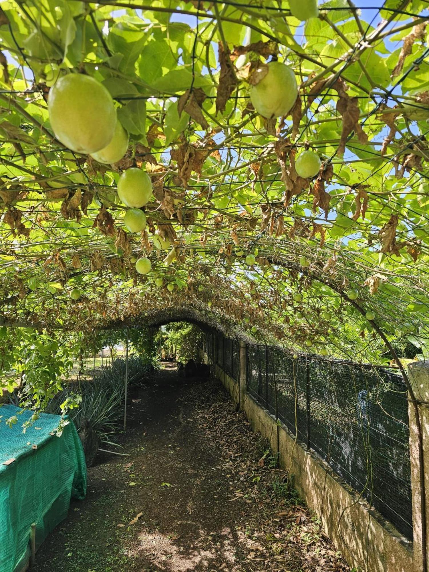 Villa Alba Maroe Dış mekan fotoğraf